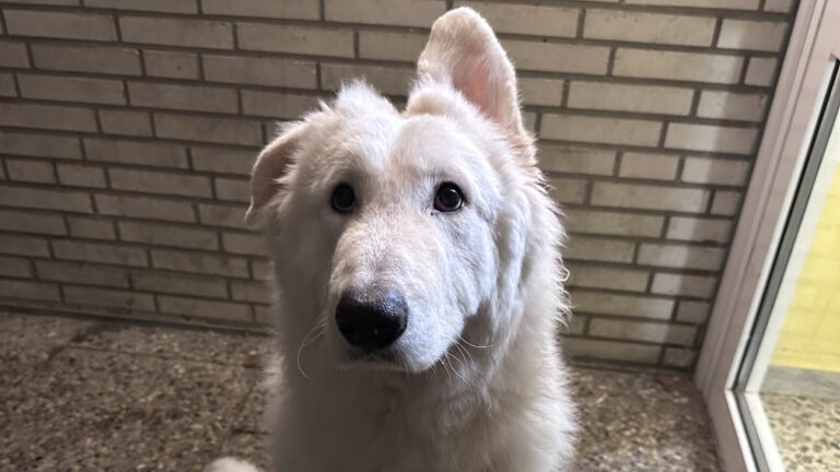 Buddy