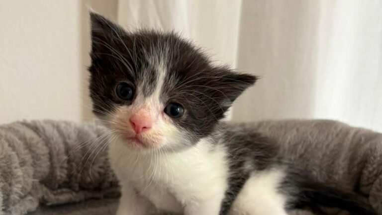 Merlin