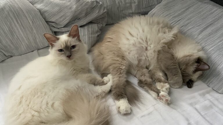 Phoebe & Pamuk