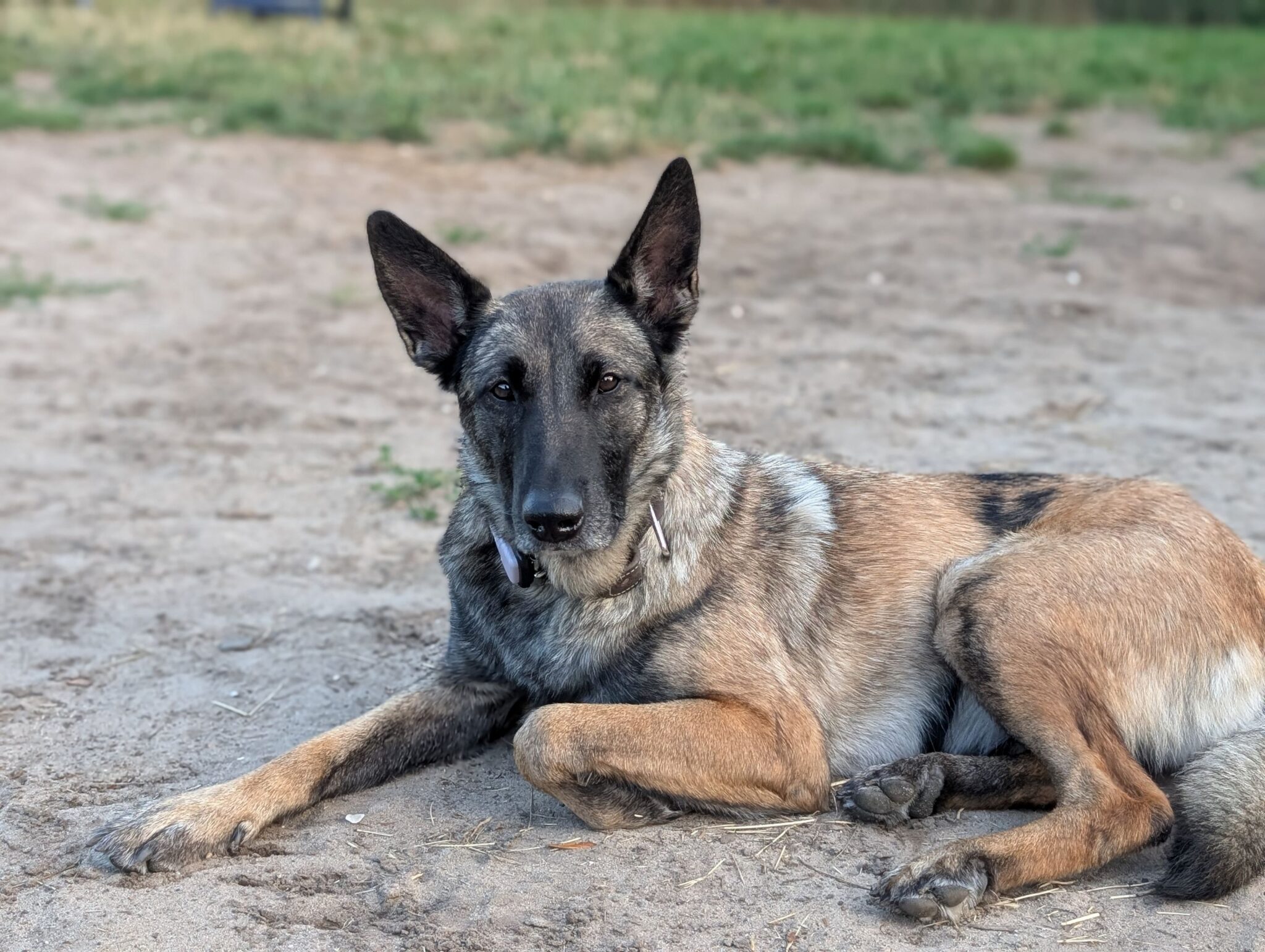 Andra, Mali­nois – Tierheim der Tierfreunde Münster