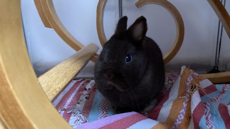 Benjamin