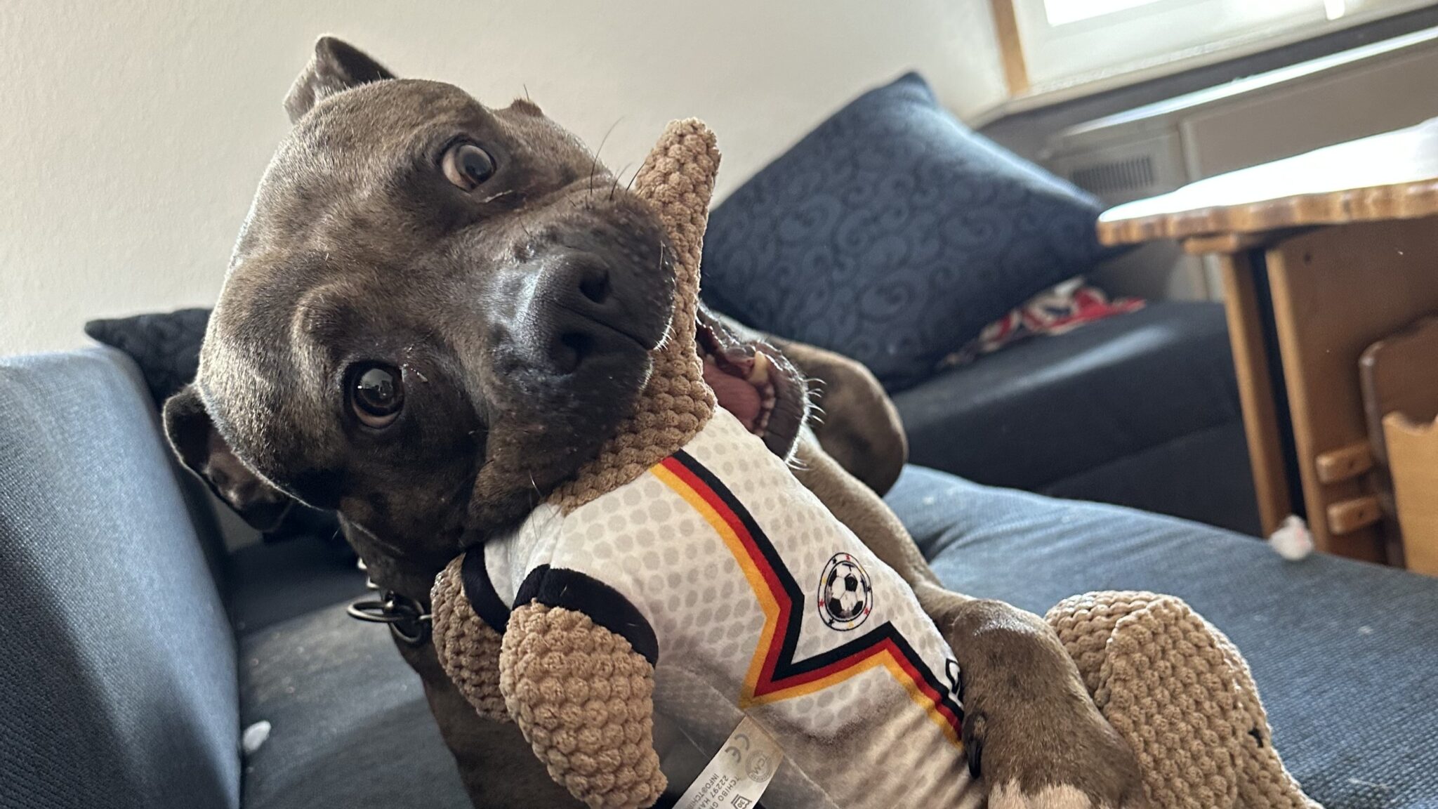 Buddha, Amer­i­can Bul­ly xl – Tierheim der Tierfreunde Münster