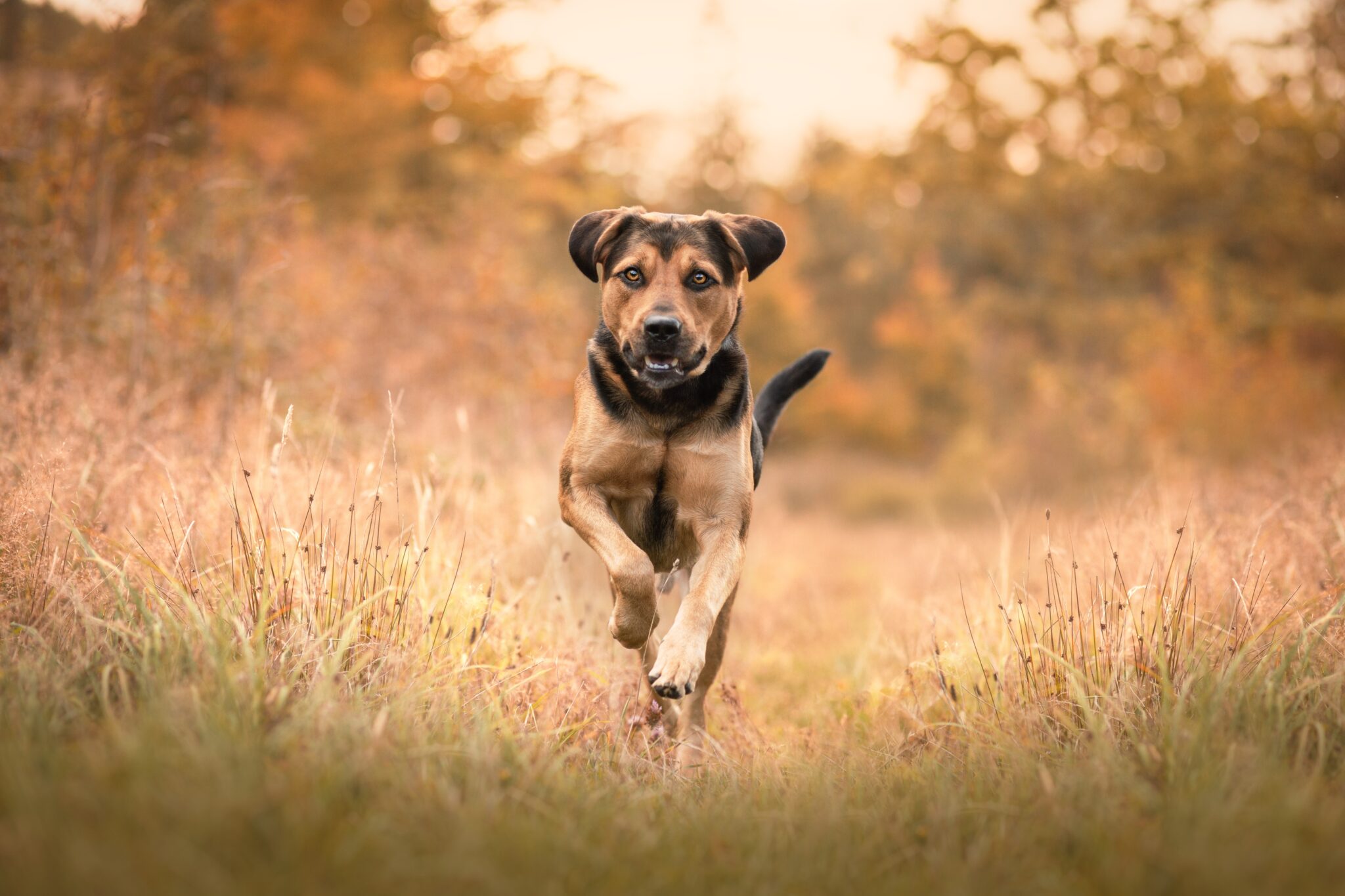 Kito, Mis­chling – Tierheim der Tierfreunde Münster