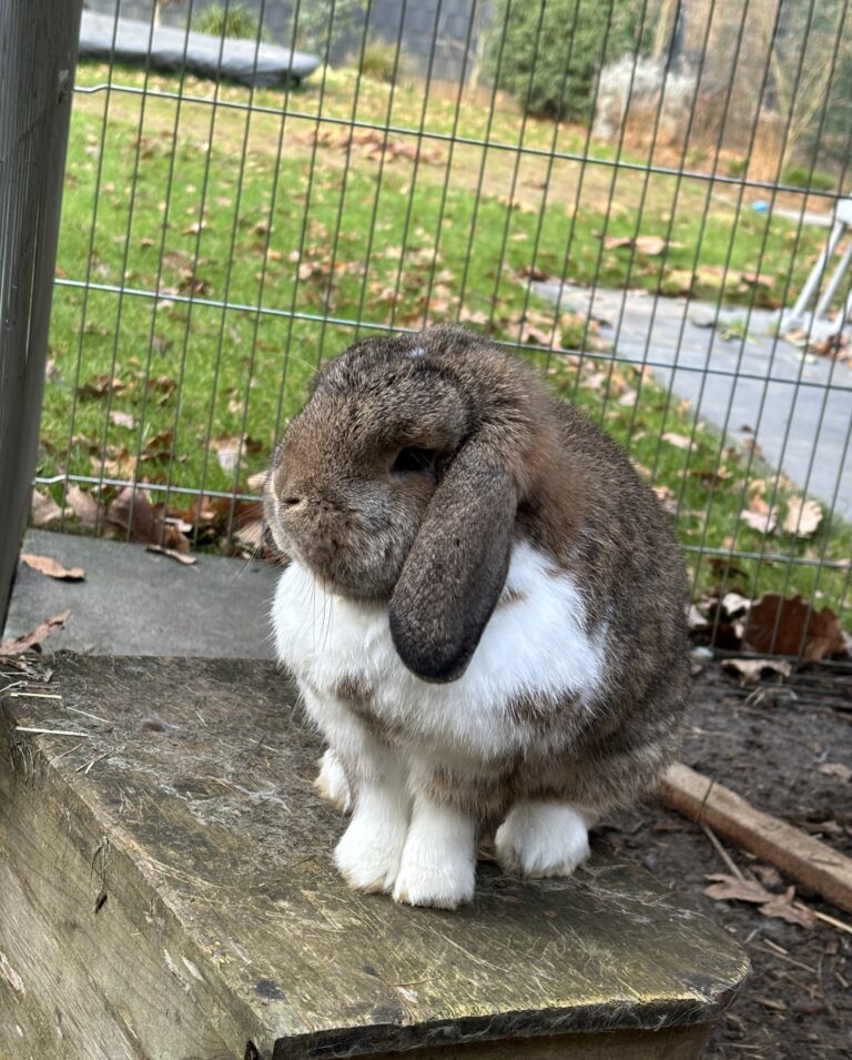 Wolli