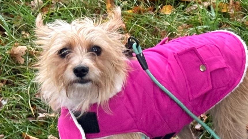 Milli, Mis­chling – Tierheim der Tierfreunde Münster