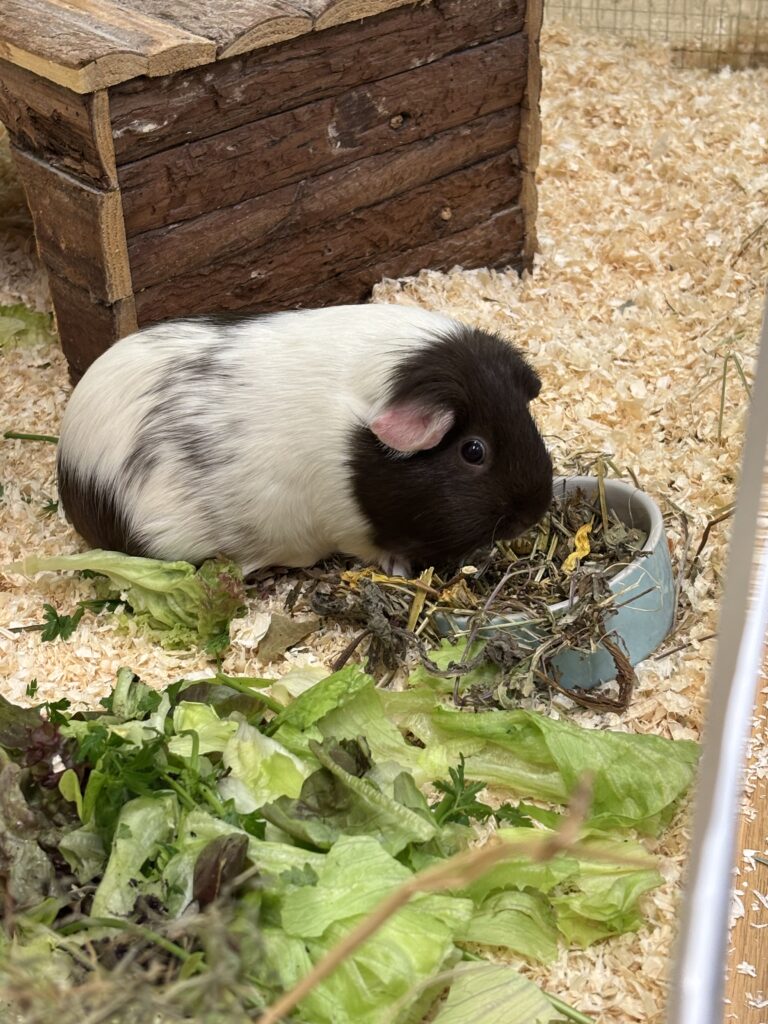 Muffin
