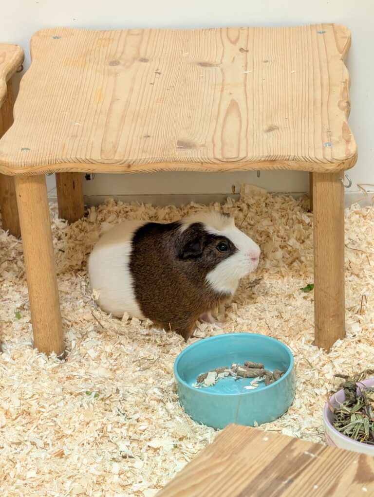 Sam