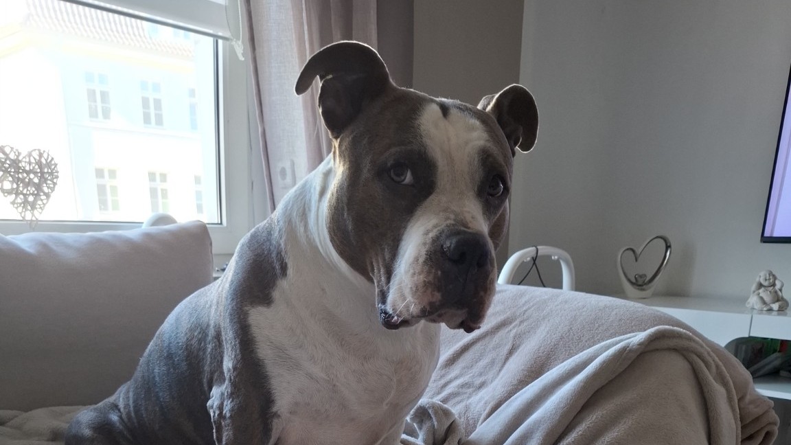 Sunny, Amer­i­­­can-Bul­­­ly – Tierheim der Tierfreunde Münster