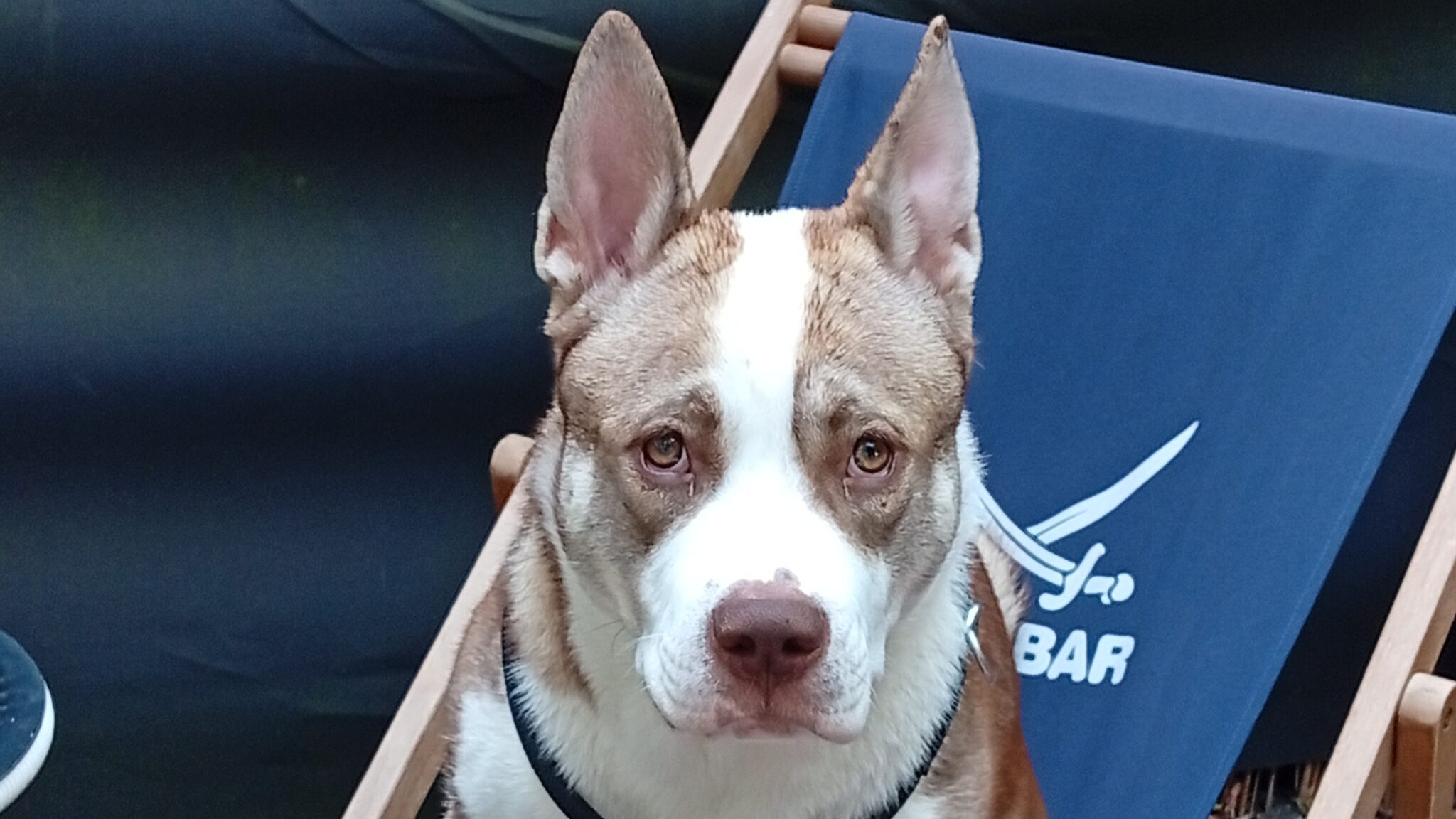 Tyson – Tierheim der Tierfreunde Münster