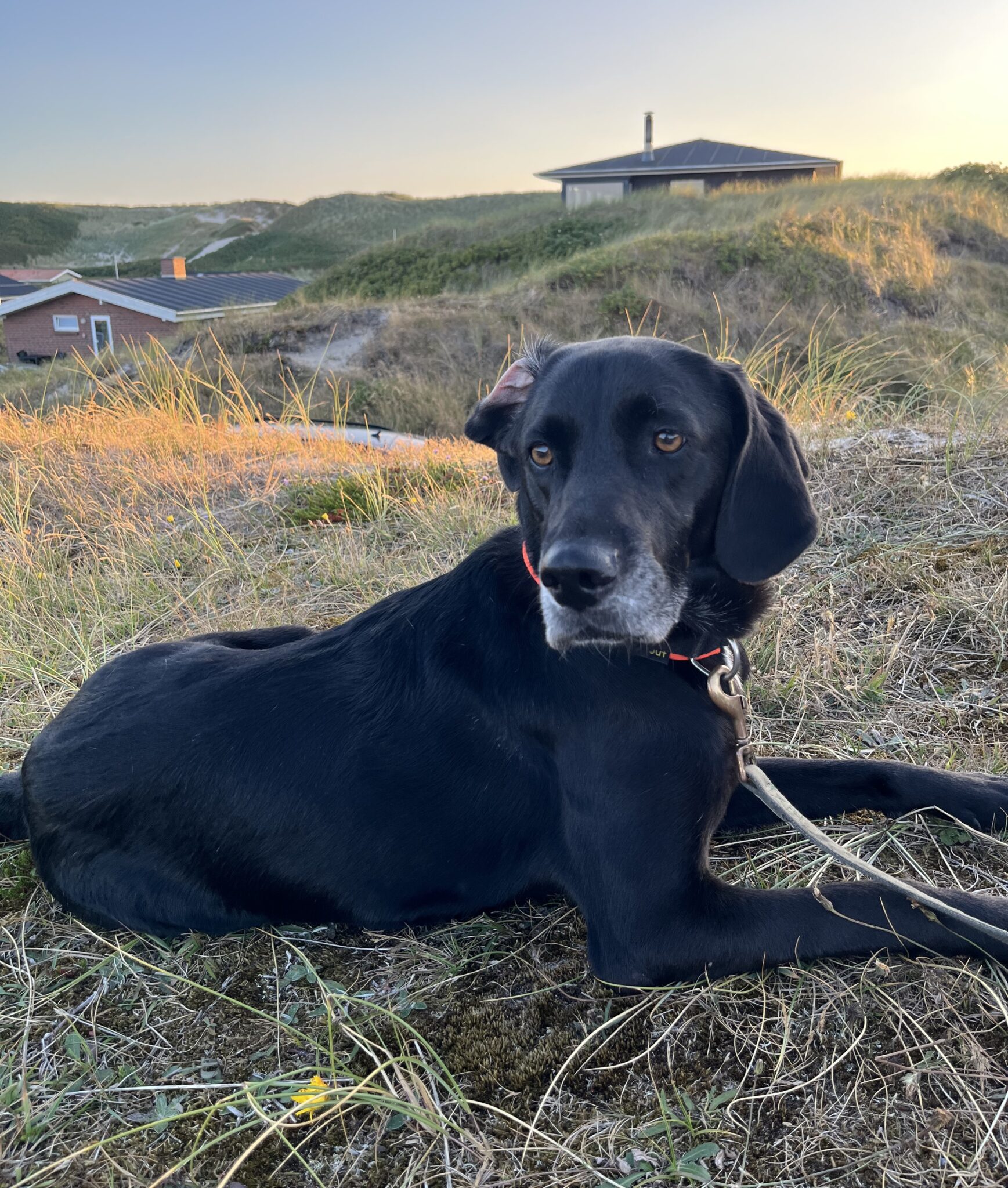 Yuna – Tierheim der Tierfreunde Münster