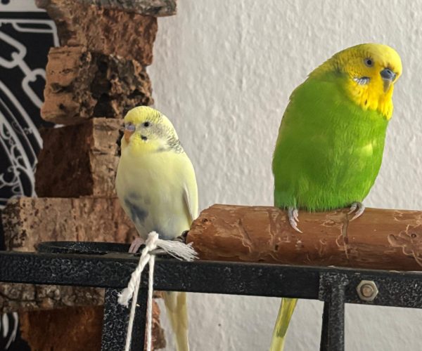 Coco & Piko 2026-1