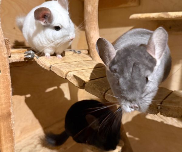 Elfo, Luci, Itchy 2025