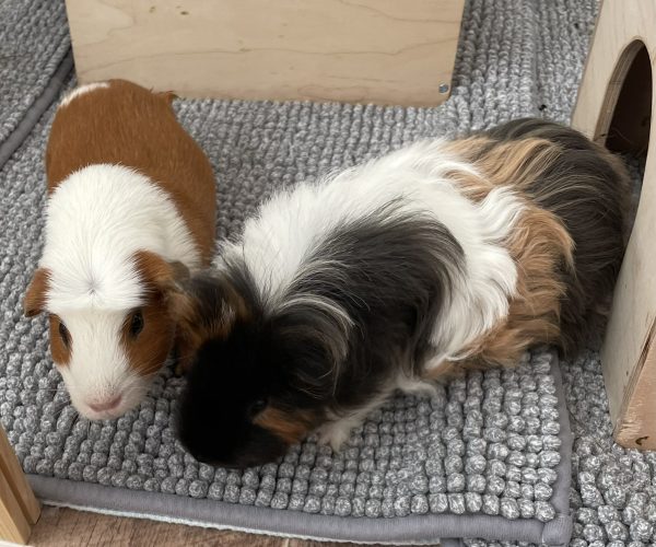 Honey & Bruno 1